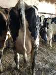 Jalowki Wysokocielne Brown Swiss HF Najwyzsza Jakosc! Transport Gratis