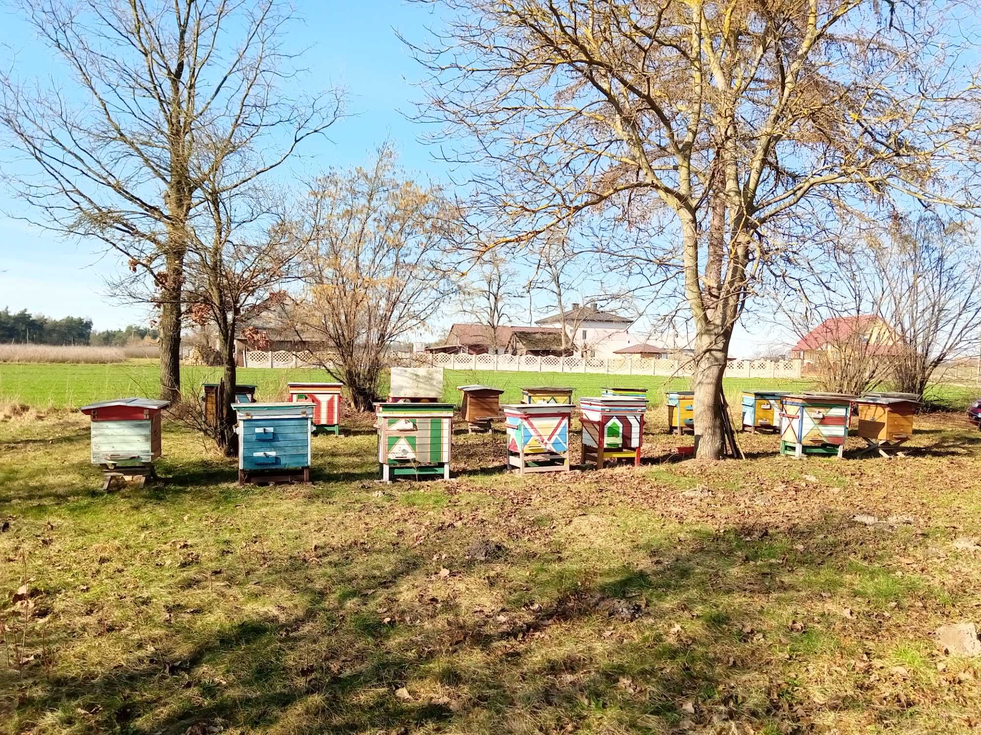 Ule z pszczołami warszawskie poszerzane, wielkopolskie.