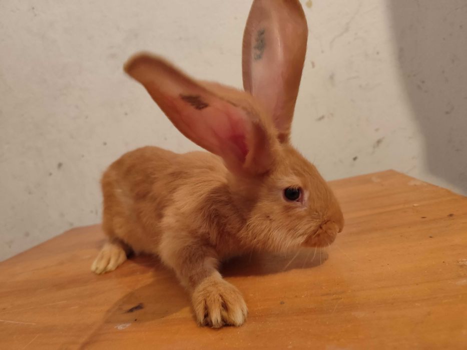 Belgijski olbrzym żółty