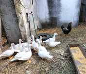 Patos Mudos de boa qualidade