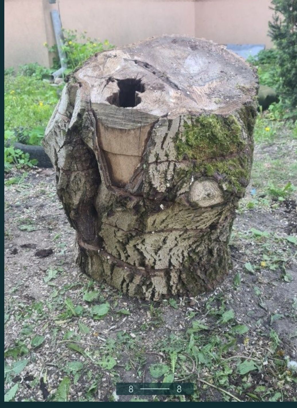 Pień drzewa orzecha włoskiego