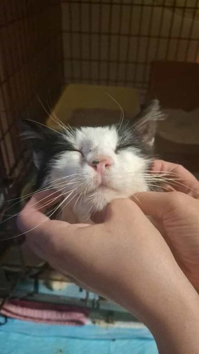 Piekny Pon szuka swojego domku