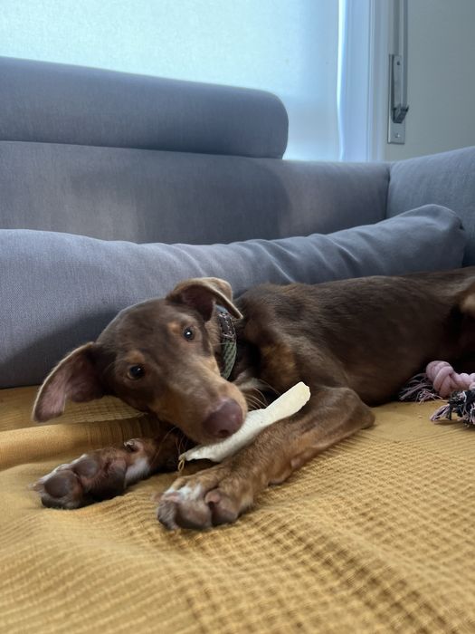 TERRA - cachorra para adoção responsavel