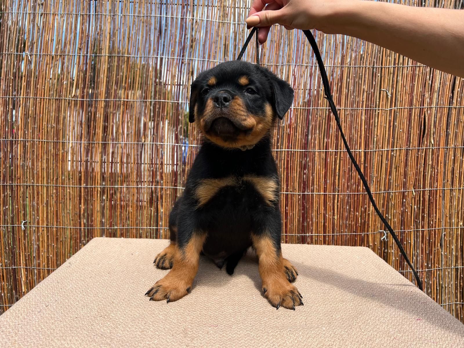 Rottweiler szczenię FCI ZKwP szczeniak pies TOP rodowód wystawy