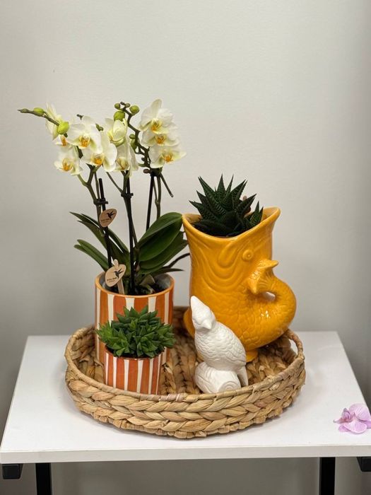 Подарункові набори, орхідеї, вазони