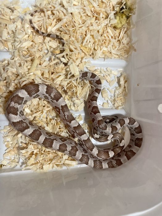 Wąż zbożowy z kompetnym wyposażeniem