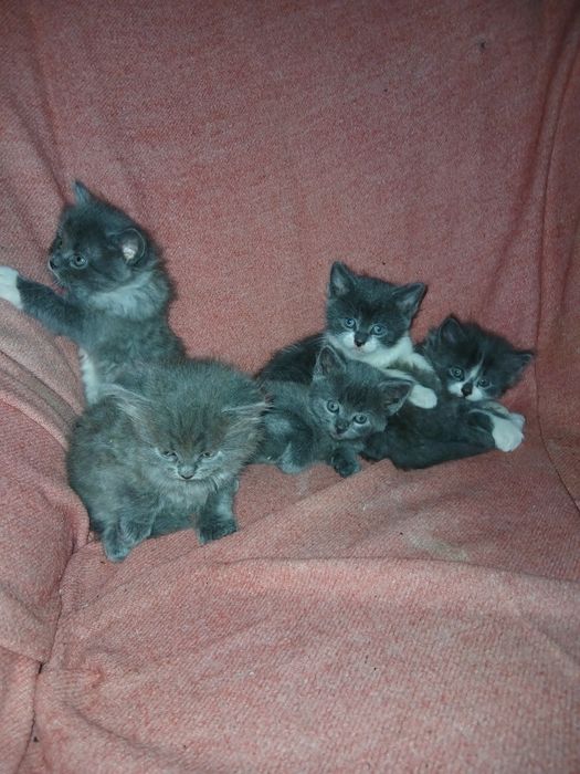Кошенята в добрiруки