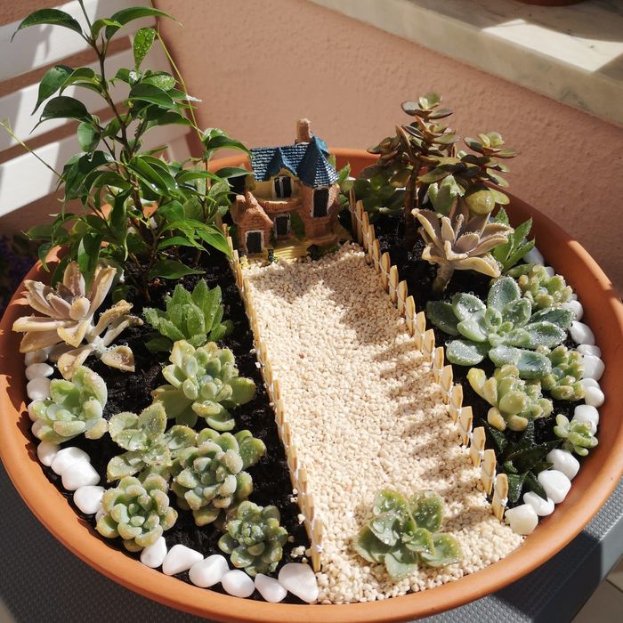 Jardim de suculentas