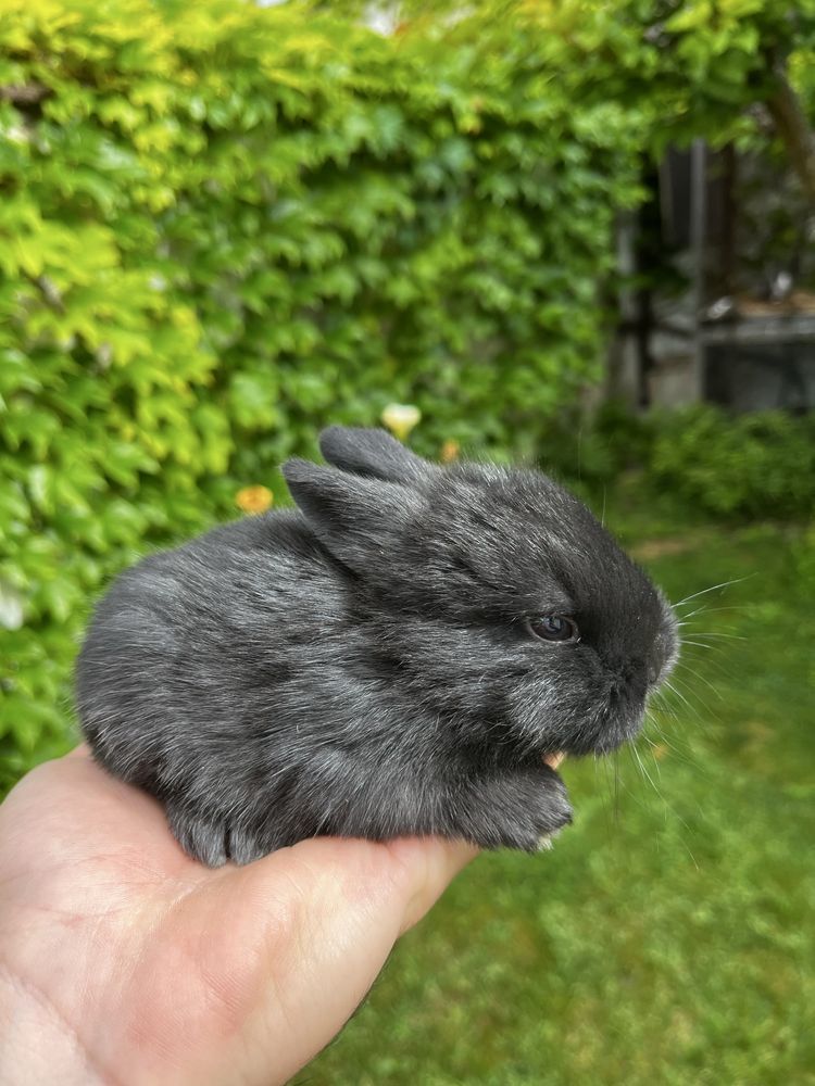 Criador coelhos mini Lop (orelhudos)