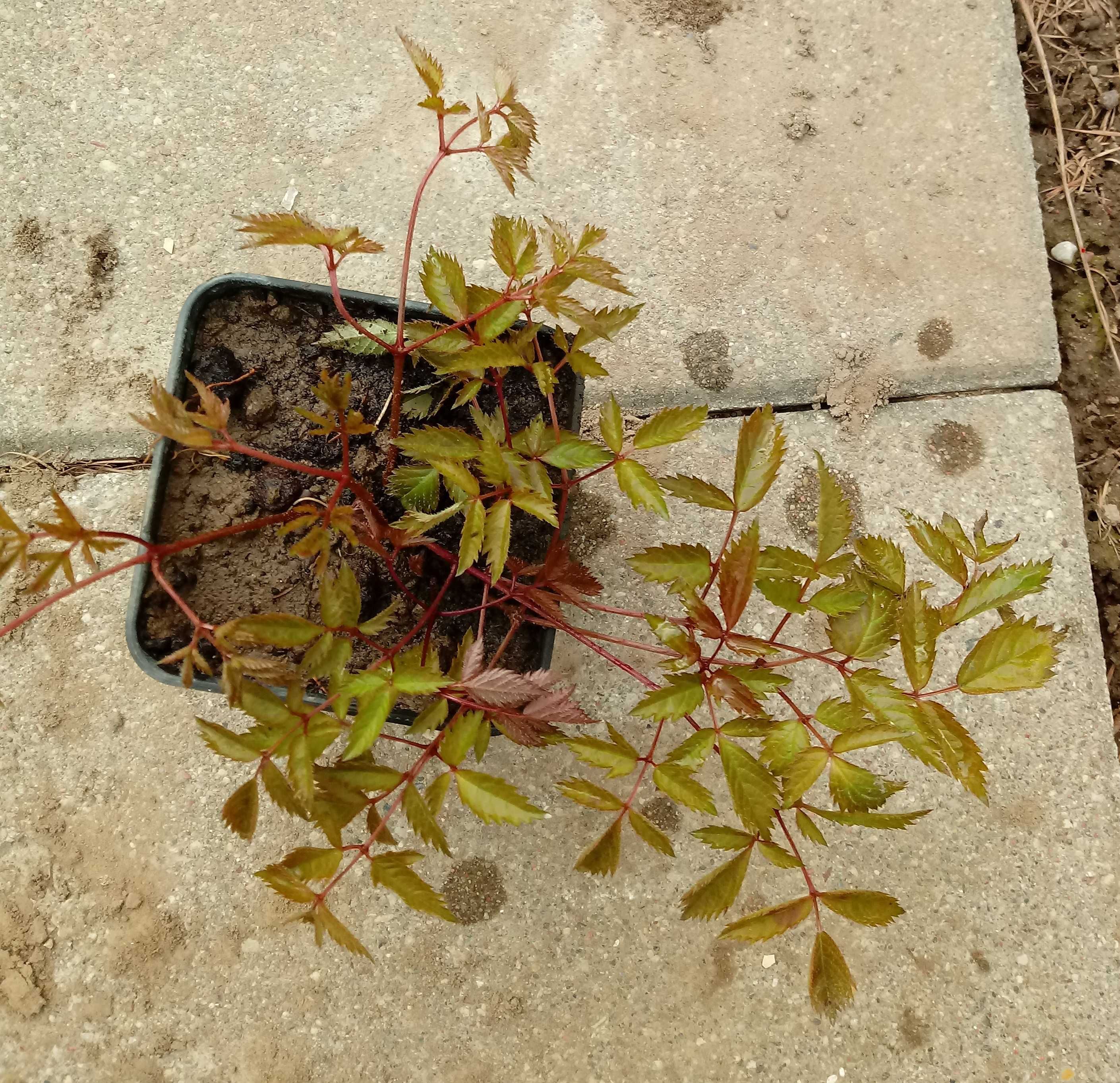 Byliny - Tawułka japońska różowa, 2 sadzonki w doniczkach P9