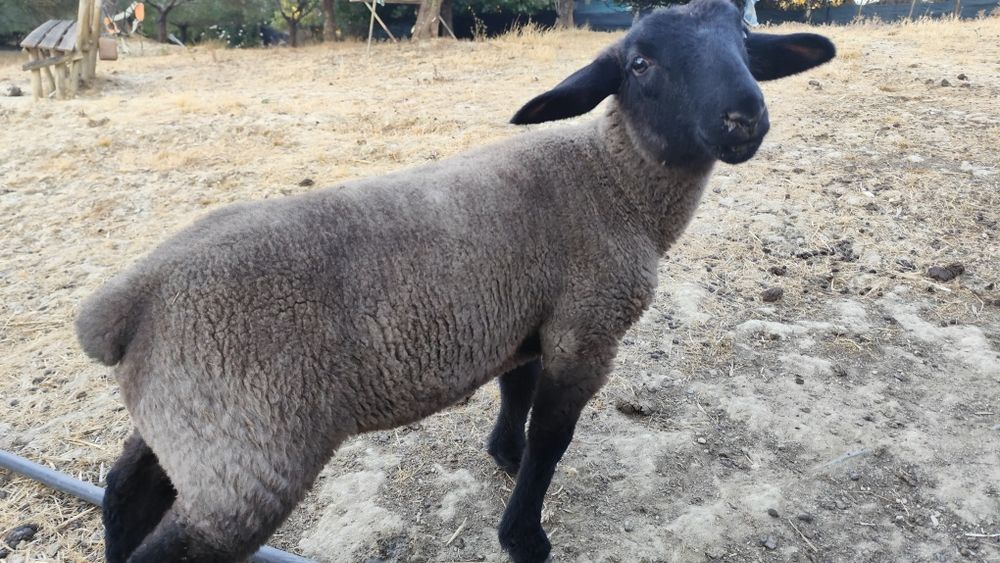 Suffolk borrego disponível