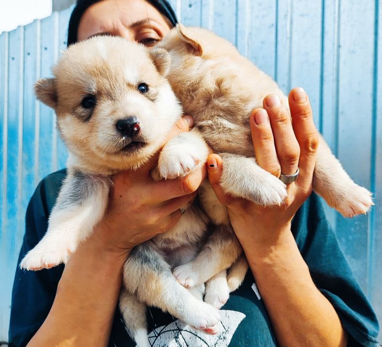 Акітята- продаж.