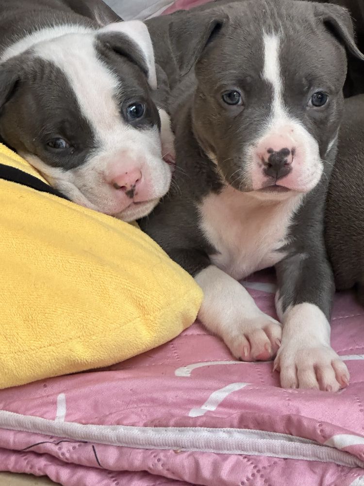 America Staffordshire Bull Terrier