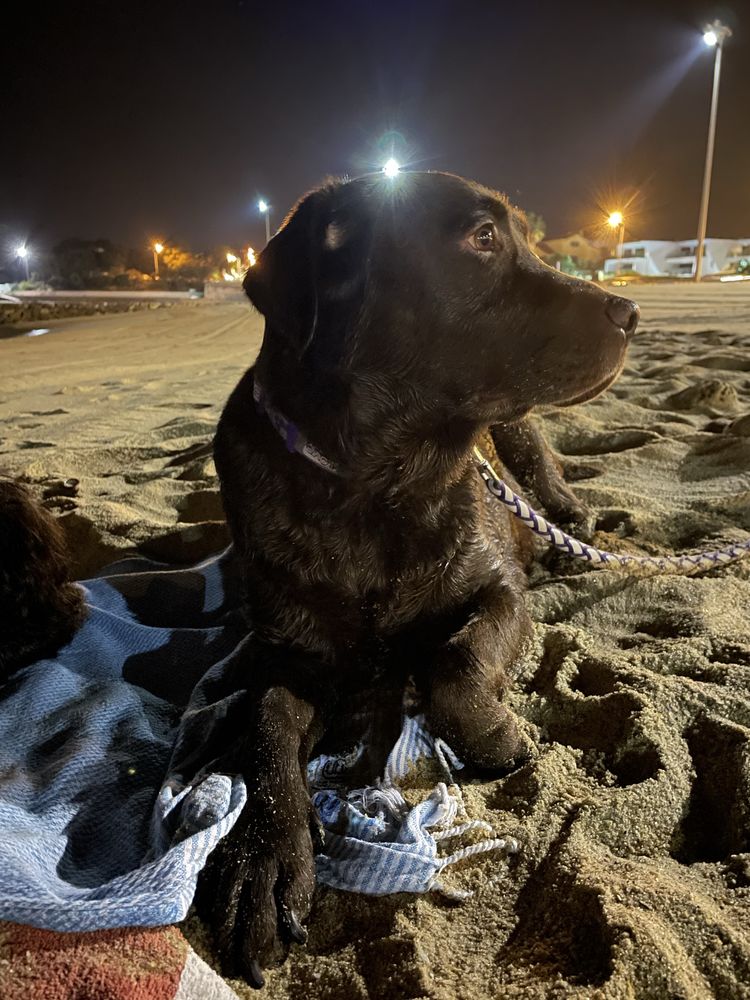 Da-se cadela labradora
