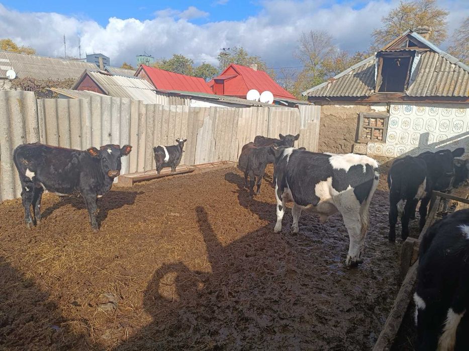 Продам телят 3 бичка 4 телочки