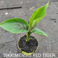 Bananowiec Musa Sikkimensis Red Tiger 20-30CM - banan szybko rosnący