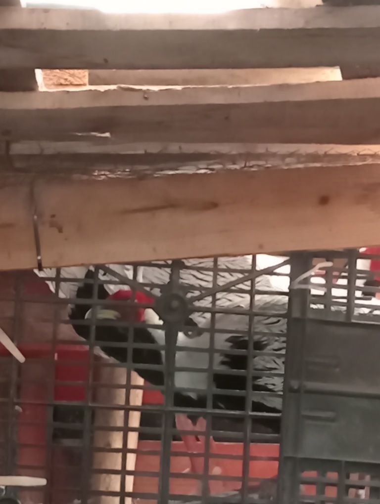 Vendo faisão macho