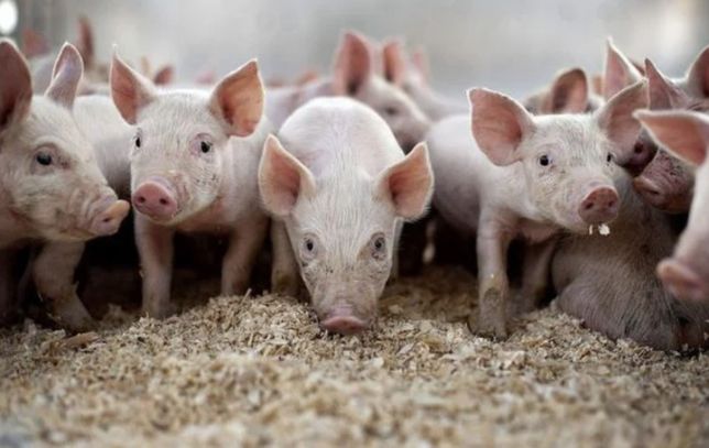 Зерноотходы для свиней