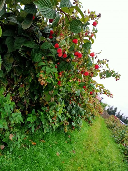 Sadzonki Malin Jesiennych