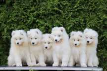 Ostani  i Piesek  juz do odbioru   Samoyed szczenię ZkwP FCI