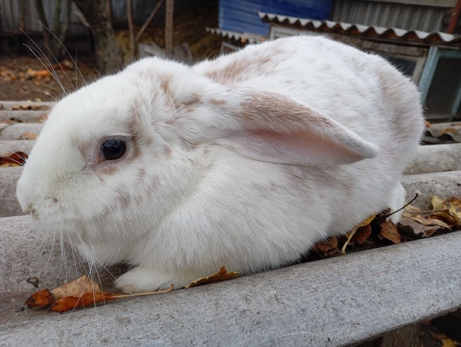 Продам кролів самок і самців