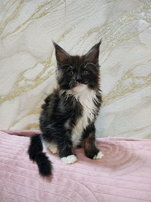 Kocurek Maine Coon gotowy do odbioru