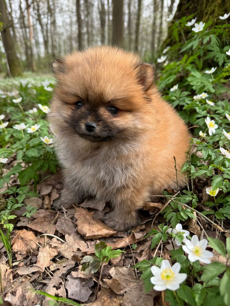 Pomeranian suczka teddy face boo