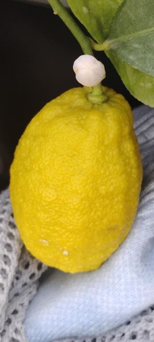 Duże drzewko cytryna mnóstwo kwiatów