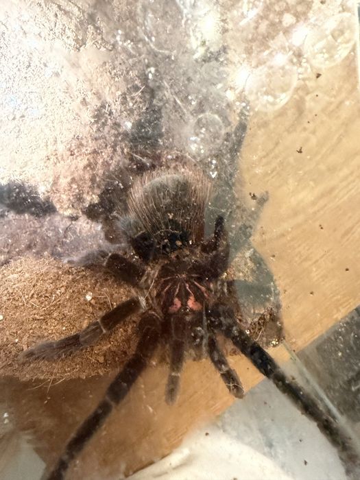 Xenesthis sp Bright 7 dc samica