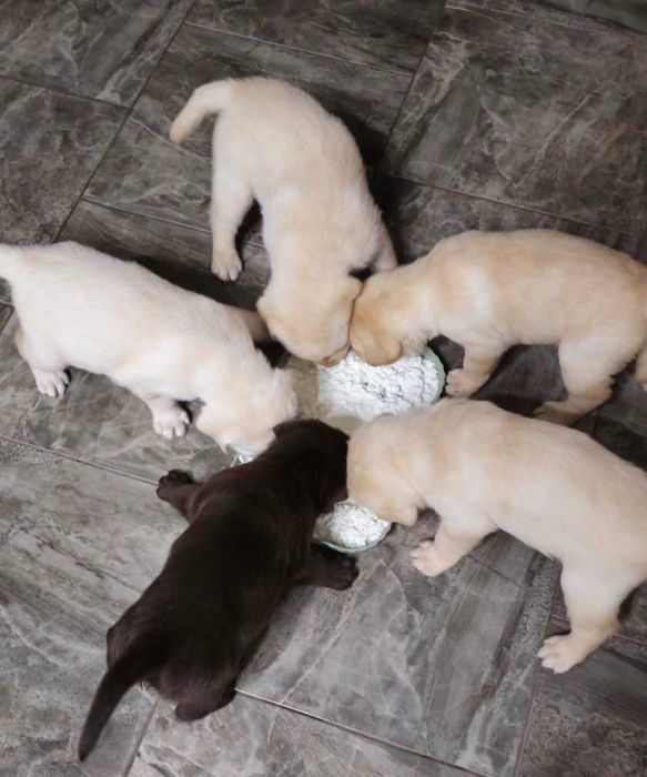 Продам породистых  щенков Лабрадора 3 месяца готовы к переезду