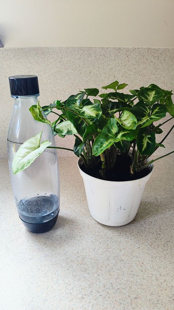 Syngonium, zroślicha, mix, 7 w 1., kwiat i wzorzystych liściach