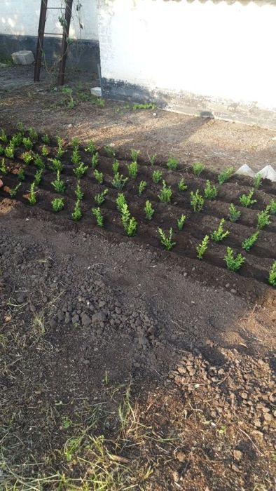 Биогумус ( Вермикомпост)