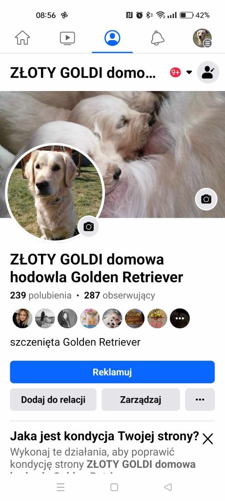 Golden Retriever Rakoniewice Maj