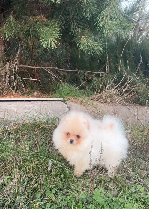 Маленький клубочок щастя