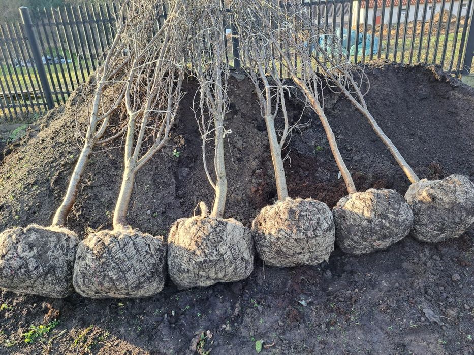 Sadzonki drzew owocowych