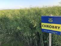 Rzepak Chrobry C/1 (j.s. 2 mln nasion) na słabe gleby - zimotrwały