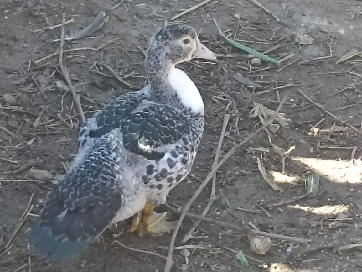 Patos mudos caseiros