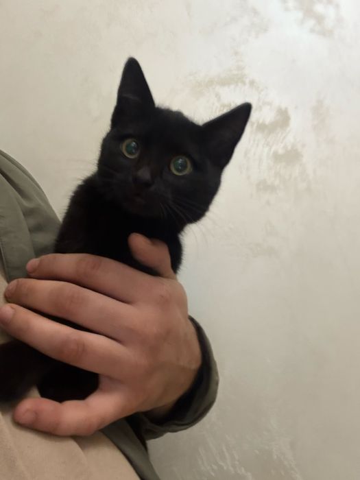 Pilnnnneee!Oddam Kota przyjaznego i oswojonego!!!