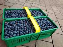 Borówka amerykańska 2 kg