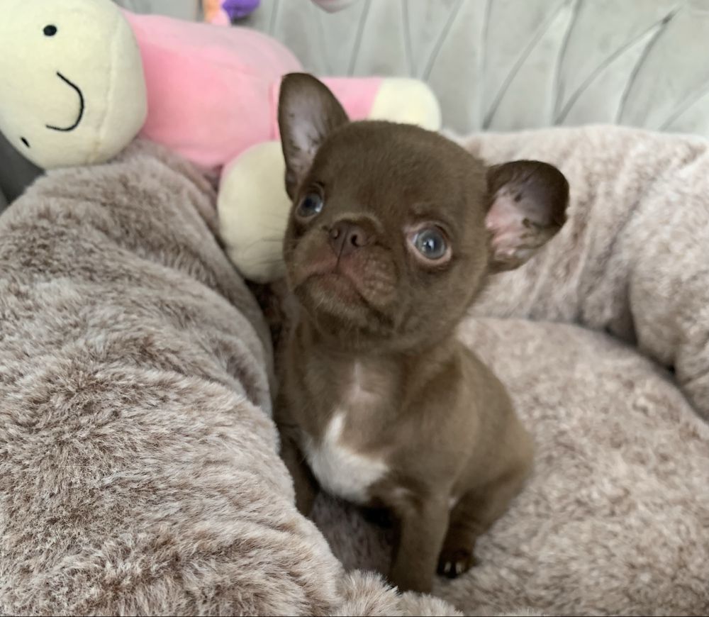 Chihuahua śliczny czekoladowy chłopczyk krótkowłosy