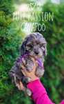 Niebieska blue merle suczka Cavapoo badania+ paszport