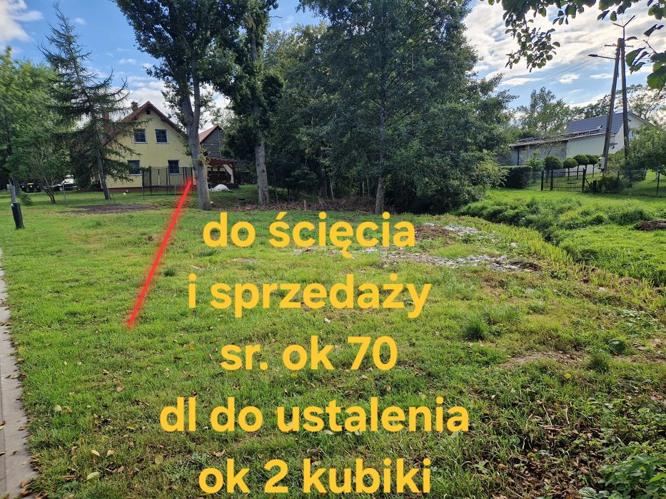 Dąb w klocu tartaczny