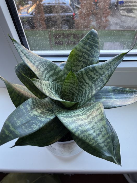 Сансевієрія Хані