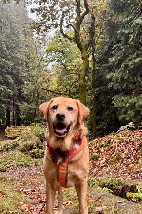 Scott - xLabrador, 7 anos