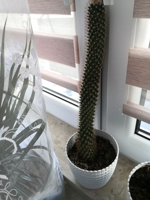 Kaktus około 5 letni