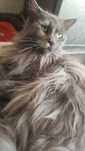 Kotka Maine Coon