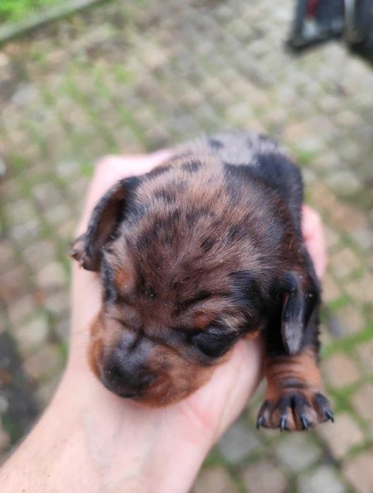 Teckel macho merle - muito malhadinho - miniatura