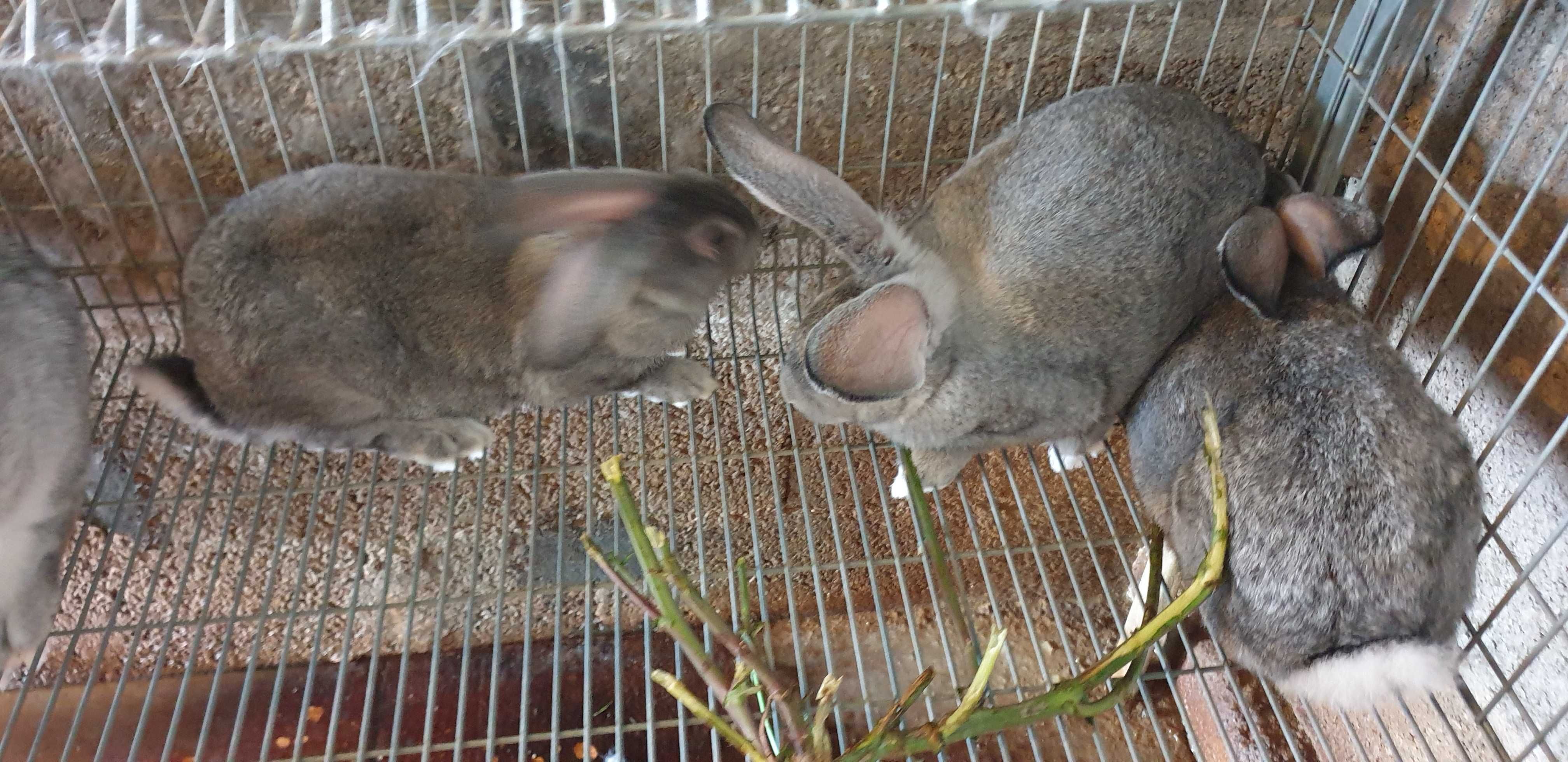 Coelhos Caseiros