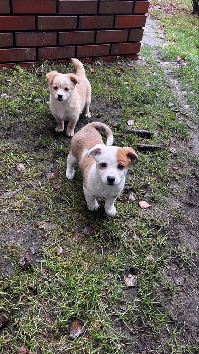 Oddam pieski w dobre ręce