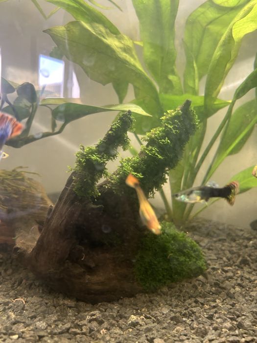 Akwarium 60l panorama - nowe - caly zestaw - 80 rybek wartości 600 zł